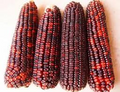 Blood Bloody Butcher Corn Seeds (Zea mays) - Heirloom Red Dent, 1/4 oz ~80 Seeds