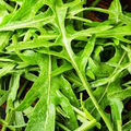 Arugula Seeds – 1g, Heirloom, Fast-Growing Peppery Greens for Gardens & Containers