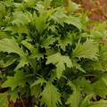 Mizuna Spinach Early Seeds - 500mg, Heirloom Brassica rapa var. japonica