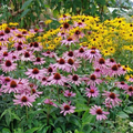 Purple Coneflower Echinacea Purpurea Seeds - 200 Non-GMO Perennial Seed Pack