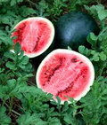 Sugar Baby Watermelon Seeds – 1g, Heirloom, Small Round Melons, High-Yield, For Gardens & Containers
