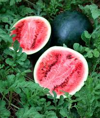Sugar Baby Watermelon Seeds – 1g, Heirloom, Small Round Melons, High-Yield, For Gardens & Containers