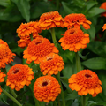 Zinderella Orange Zinnia Seeds – 100+ Seeds – Double Orange Blooms, Full Sun, Annual