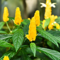 Golden Shrimp Plant Starter – Justicia brandegeana / Pachystachys lutea Seedling, Yellow Blooms, Easy Care