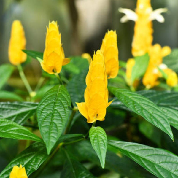 Golden Shrimp Plant Starter – Justicia brandegeana / Pachystachys lutea Seedling, Yellow Blooms, Easy Care