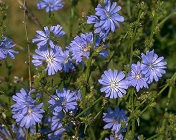 Chicory (Cichorium intybus) - 1500 Seeds Heirloom Vegetable & Coffee Substitute