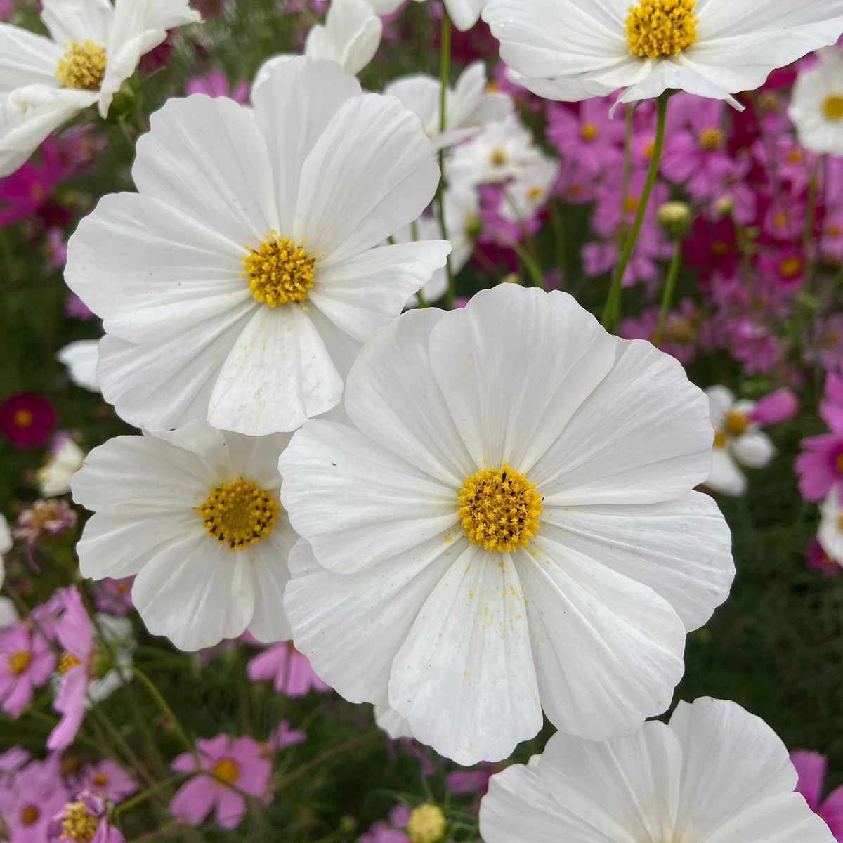 Cosmos Purity Seeds (Cosmos bipinnatus) - 1 Gram; Elegant White Annual Flower