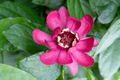 Calycanthus floridus Bare Root Sweet Shrubs - 2 Plants, 1-2 ft Tall, Fragrant