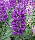 Lupinus Cobb Mountain Seeds - 25+ Purple Lupine Germ Seeds for Pollinator Garden