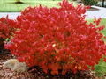 Dwarf Burning Bush Euonymus alatus Bare Root – 10 Plants, 4-10" Tall