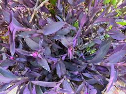 Tradescantia Pallida Purple Heart Cuttings - 5 Unrooted Purple Heart Plant Cuttings