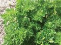 Triple Curled Parsley Seeds (Petroselinum crispum) - 1000 seeds