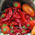 Jimmy Nardello Pepper Seeds - Heirloom Sweet Italian Pepper, 20 Seeds
