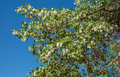 Cottonwood Tree (Populus deltoides) Bare Root 1-2 ft – Very Fast-Growing Shade Tree
