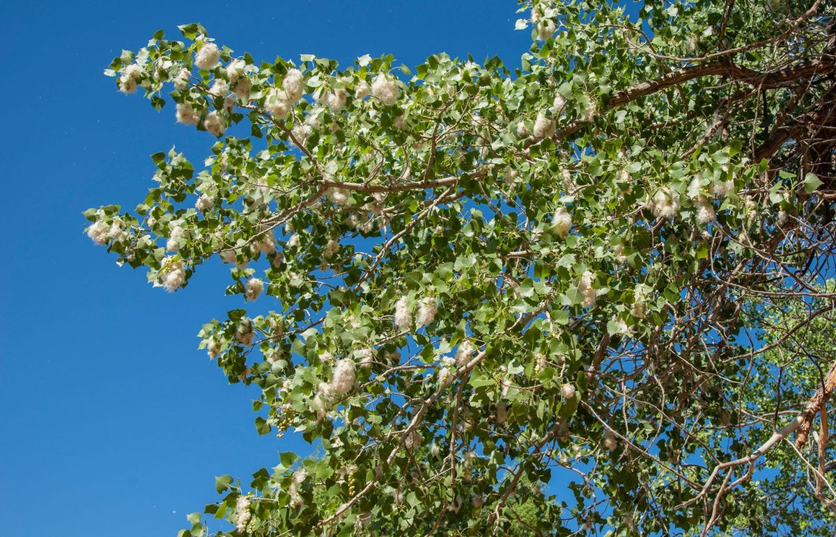 Cottonwood Tree (Populus deltoides) Bare Root 1-2 ft – Very Fast-Growing Shade Tree