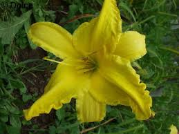 Hemerocallis Flying Saucer Daylily | 1 Live Root | Yellow Perennial Flower