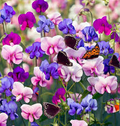 Sweet Pea Purple Dream Mix Seeds - Lathyrus odoratus, Fragrant Climbing Vine, 15 Seeds