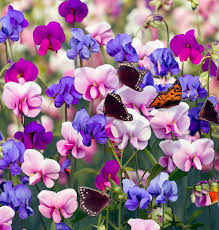 Sweet Pea Purple Dream Mix Seeds - Lathyrus odoratus, Fragrant Climbing Vine, 15 Seeds