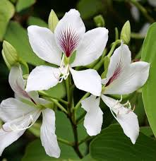 Bauhinia alba Seeds – White Orchid Tree, 10 Seeds for Planting