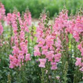Candy Tops Pink Snapdragon Seeds (Antirrhinum majus) - 1000+ Seeds, Compact Dwarf, Soft Pink Blooms