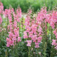 Candy Tops Pink Snapdragon Seeds (Antirrhinum majus) - 1000+ Seeds, Compact Dwarf, Soft Pink Blooms
