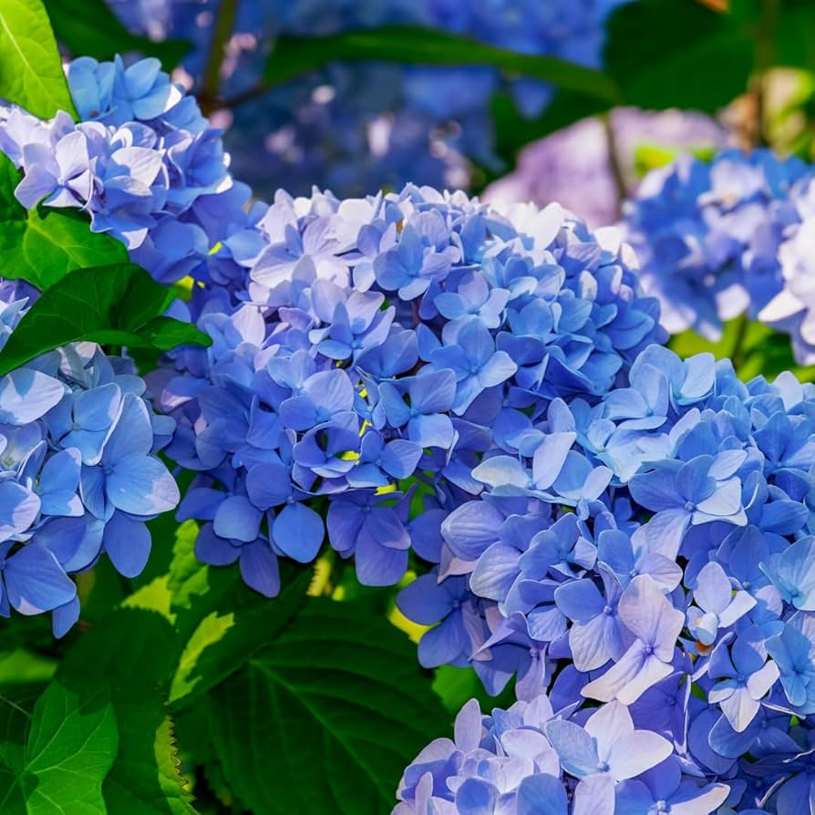 Blue Hydrangea Plant - 3-5" Fully Rooted Cutting Starter Plant