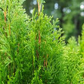 Arborvitae Emerald Green Thuja Emerald Shrub - 10 Fresh Cuttings for Rooting