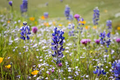 Lupinus bicolor Mini Lupine Seeds – 25+ Dwarf Wildflower for Pollinators