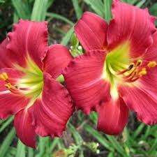 Ruby Stella Daylily Bare Root - Drought-Tolerant, Re-Blooming, Zones 3-9