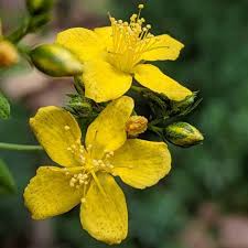 Hypericum Punctatum (Dotted St. John's Wort) Seeds – 50mg for Pollinator Gardens