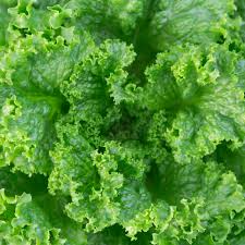 Grand Rapids Lettuce Seeds - Lactuca sativa, Heirloom, Fast-Growing, Cold Hardy