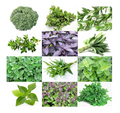 12 Herb Seeds Variety Pack - Basil, Thyme, Parsley, Sage, Oregano, Dill, Chives, Cilantro, Arugula, More | Heirloom & Non-GMO Seeds