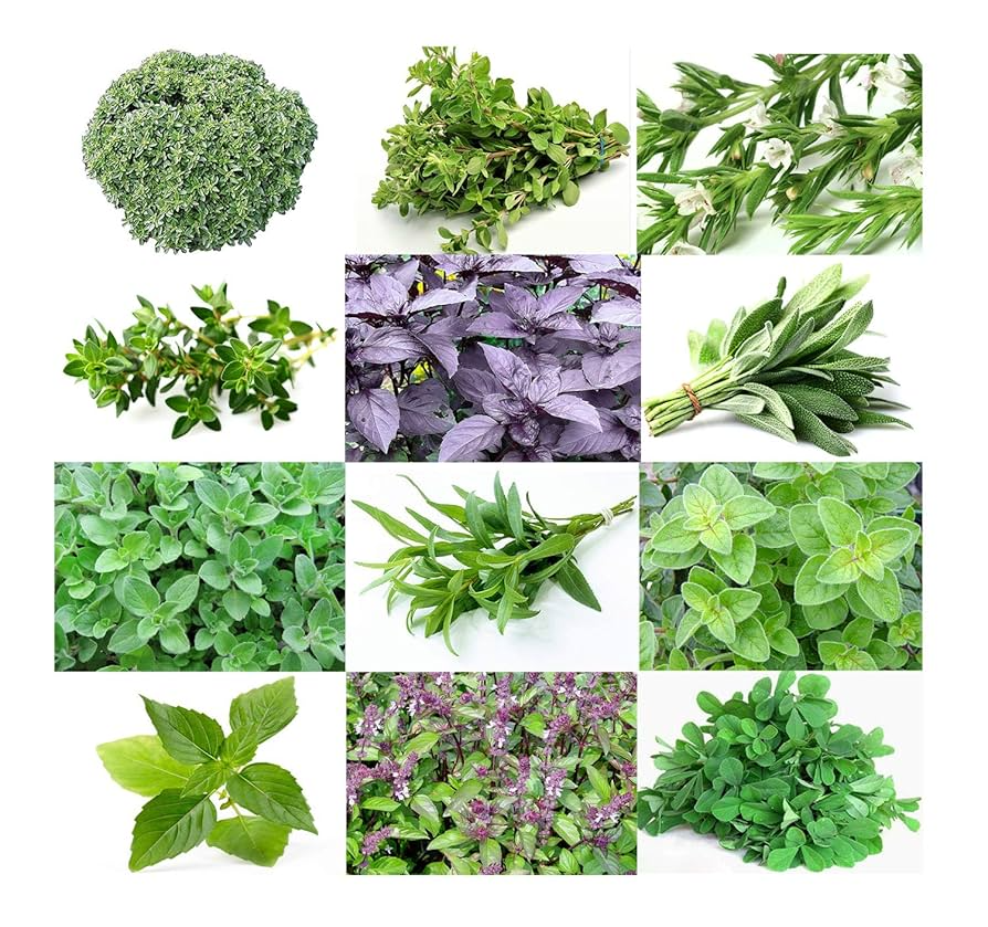 12 Herb Seeds Variety Pack - Basil, Thyme, Parsley, Sage, Oregano, Dill, Chives, Cilantro, Arugula, More | Heirloom & Non-GMO Seeds