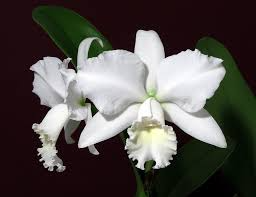Cattleya Hawaiian Wedding Song 'Virgin' Orchid Starter Plant | White Fall Blooms
