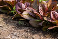 Rouge De Hiver Lettuce Seeds - Heirloom Romaine, Red-Tinted, Cold Hardy