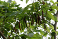 Pakistan Mulberry Morus Nigra Unrooted Cuttings - 10 Organic Cuttings for Rooting or Grafting
