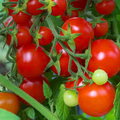 Red Cherry Tomato Seeds (Solanum lycopersicum) – 50 Seeds, Sweet Bite-Sized Tomatoes for Fresh Eating