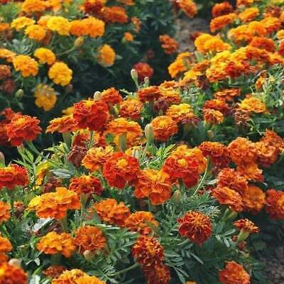 Sparky Mix Marigold Seeds - Non-GMO, Orange/Yellow/Red - Pest-Repellent, Drought-Tolerant