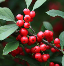 Mountain Holly Seeds (Ilex montana) – 500mg for Planting, Native Deciduous Shrub