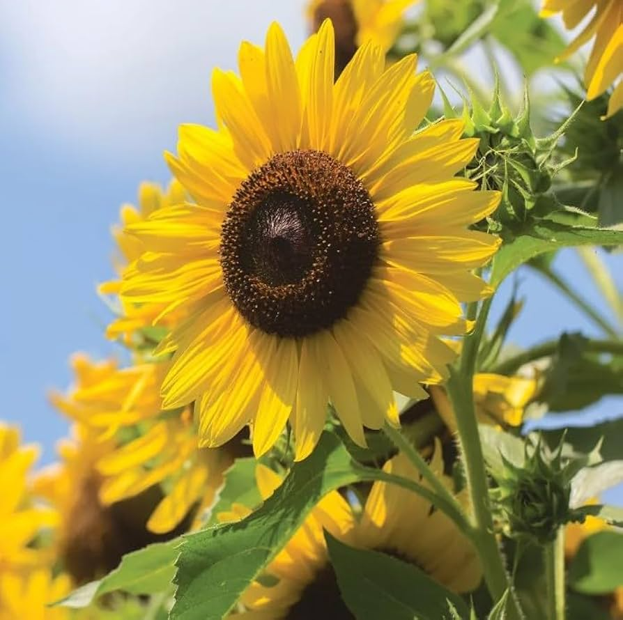 Multi-Headed Sunflower Seeds - 50 Pack | Easy to Grow, Pollinator Friendly