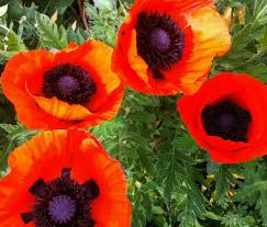 Oriental Poppy Seeds - 200 Perennial Seeds, Reddish-Orange Flowers, Full Sun, Zones 3-8