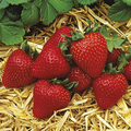 Albion Everbearing Strawberry Plants (12 Bare-Root) – Zones 4-9