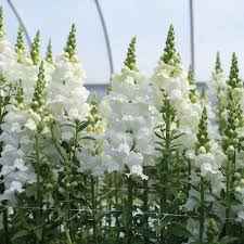 Antirrhinum majus Legend White Snapdragon Seeds – 1000+ Seeds for Garden & Cuts