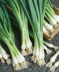 White Lisbon Bunching Onion Seeds – Heirloom, 250mg, Allium fistulosum