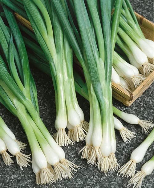 White Lisbon Bunching Onion Seeds – Heirloom, 250mg, Allium fistulosum