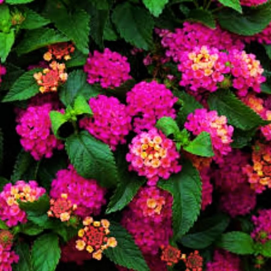 Lantana Bright Pink Starter Plant (Live Rooted Plug) 1"-4" Tall, Full Sun