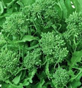 Broccoli Raab Rapini Seeds 500mg | Brassica rapa Subsp. rapa, Spring Heirloom Variety