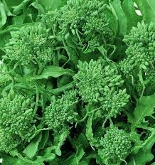 Broccoli Raab Rapini Seeds 500mg | Brassica rapa Subsp. rapa, Spring Heirloom Variety