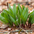 20 Organic Ramps Wild Leeks Bulbs (Allium tricoccum) Bare Root