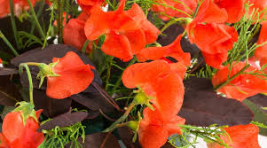 Henry Eckford Sweet Pea Seeds – 50+ Fragrant Orange-Pink Blooms, Climbing Vines